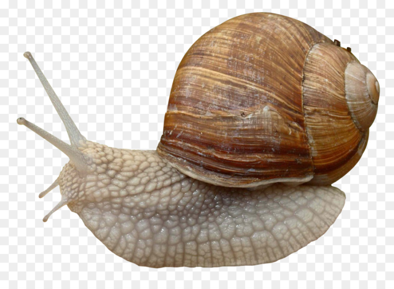 Морские брюхоногие моллюски