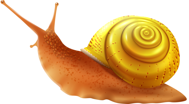 Морская улитка