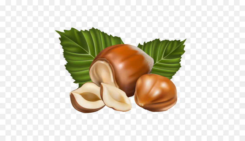 Лесной орех лещина