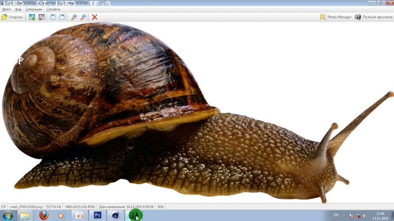 Прудовик моллюск