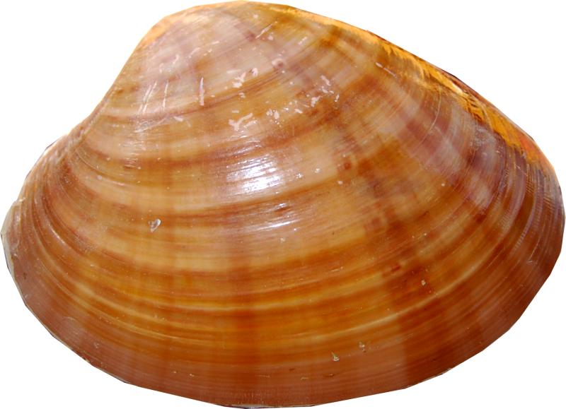 Ракушка на прозрачном фоне