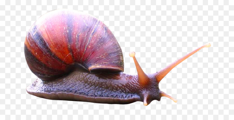 Моллюски на белом фоне