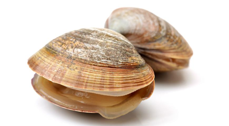 Улитка беззубка