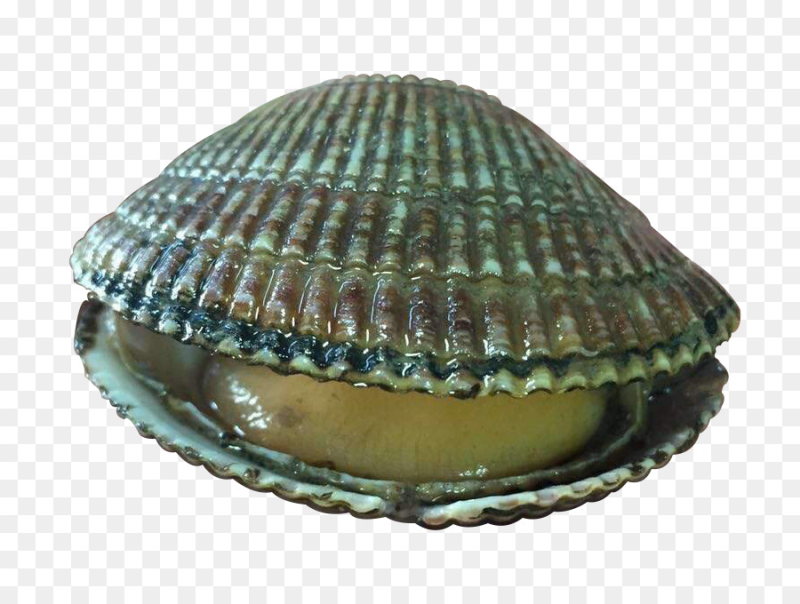 Раковины моллюсков