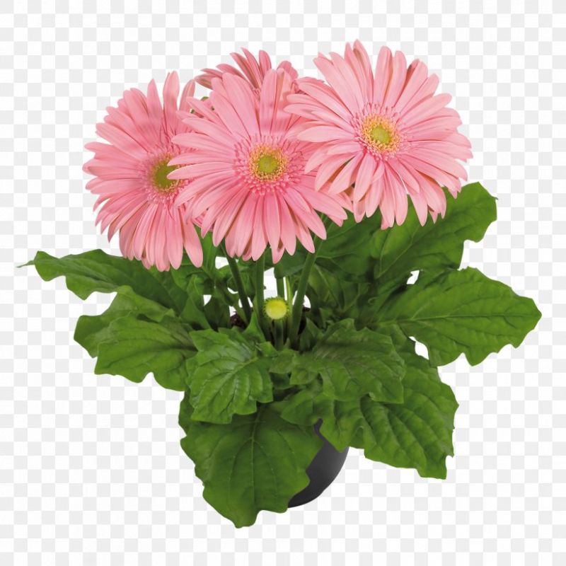 Barberton Daisy