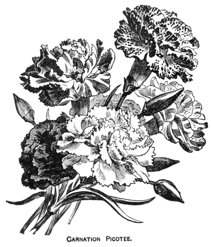 Гравюры растения