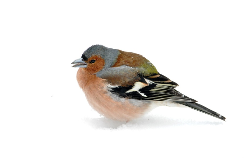 Зяблик Геншин