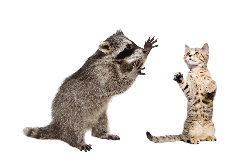 Животные на белом фоне