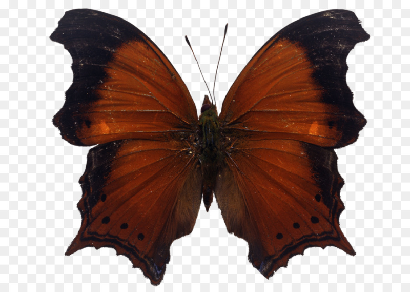 Коричневая бабочка