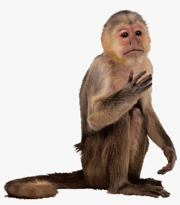 Мартышка для детей на прозрачном фоне