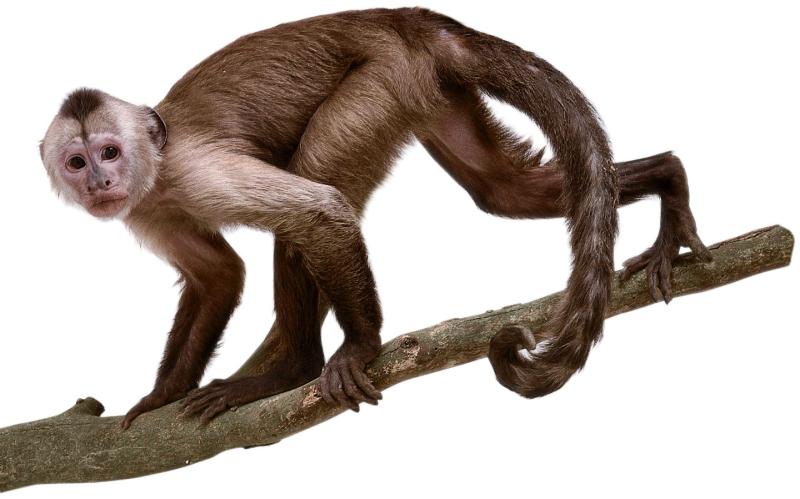 Обезьяна на прозрачном фоне