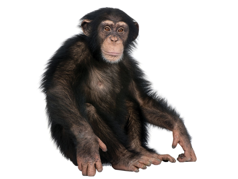 Обезьяна без фона