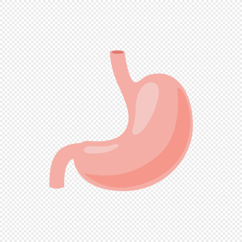 Желудок иллюстрация