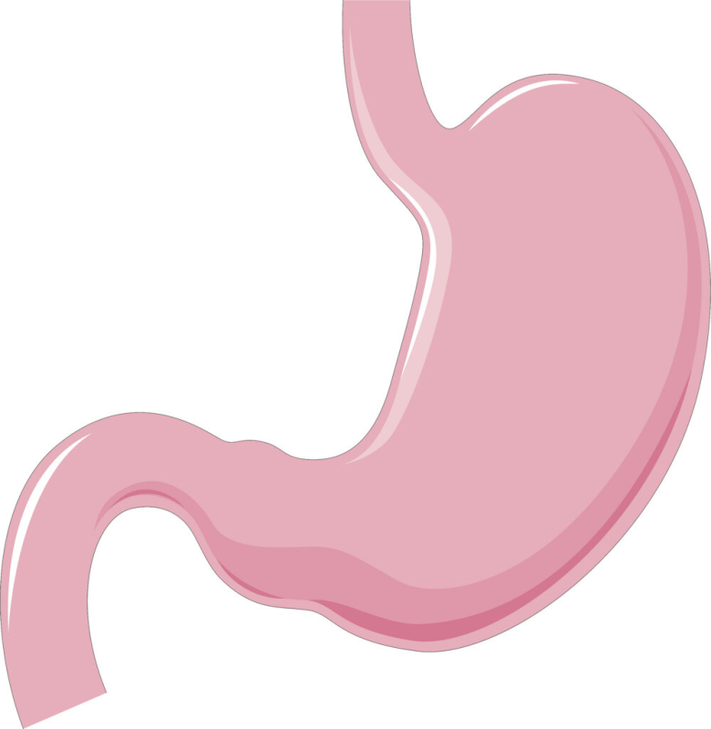 Желудок без фона