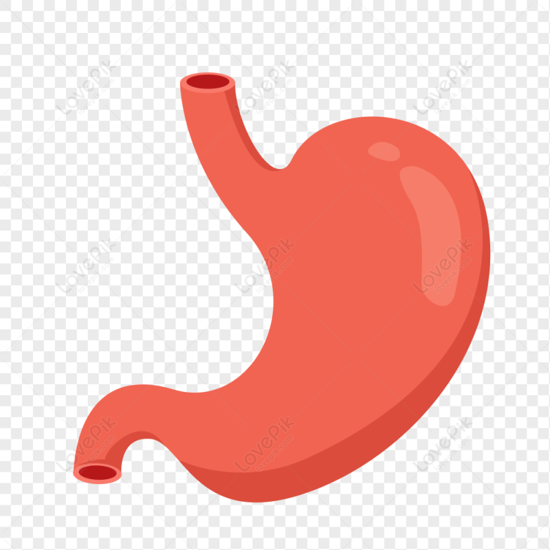 Желудок без фона