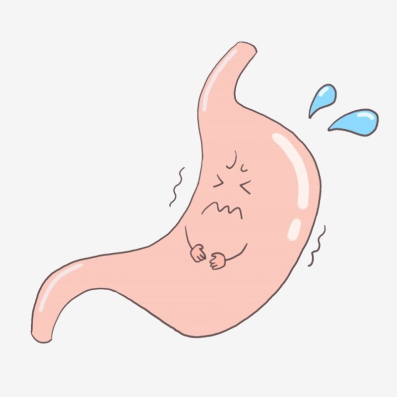 Желудок нарисовать