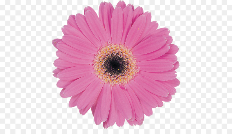 Гербера Cubanita