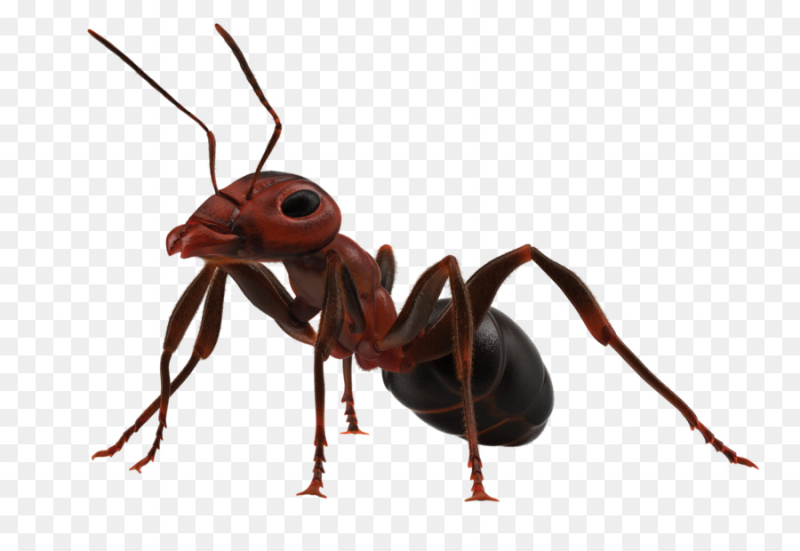 Насекомые муравей