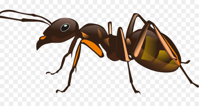 Насекомые на прозрачном фоне