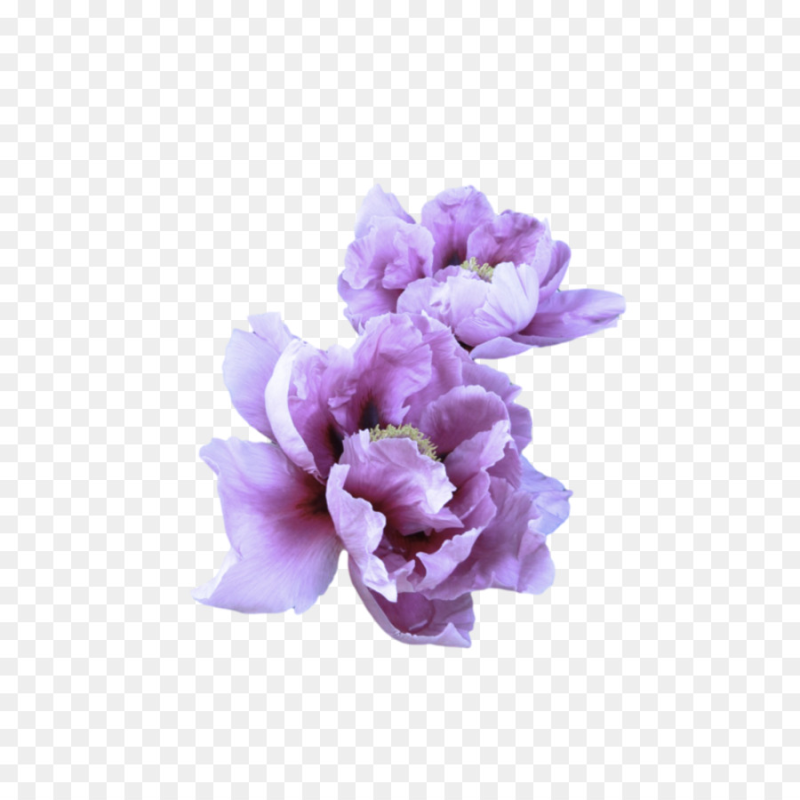 Цветы без фона
