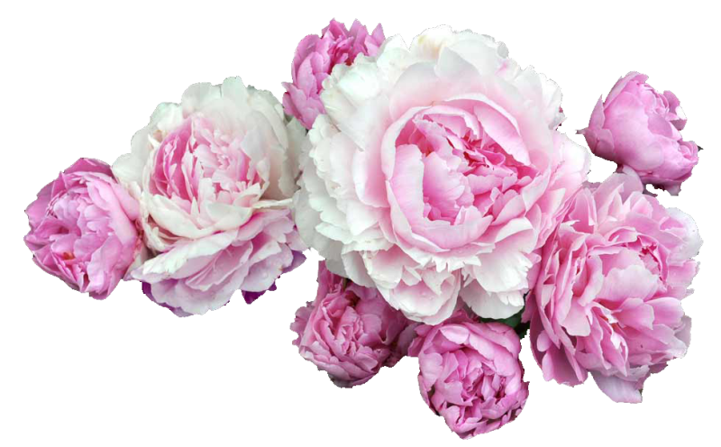 Пиони Пинк Peony Pink роза