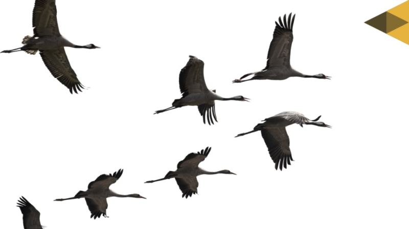 Косяк птиц на прозрачном фоне