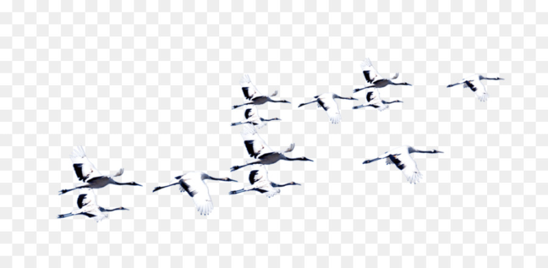 Птицы в небе без фона