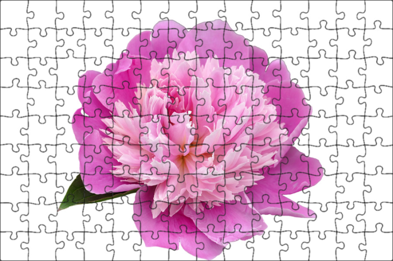 Пиони Пинк / Peony