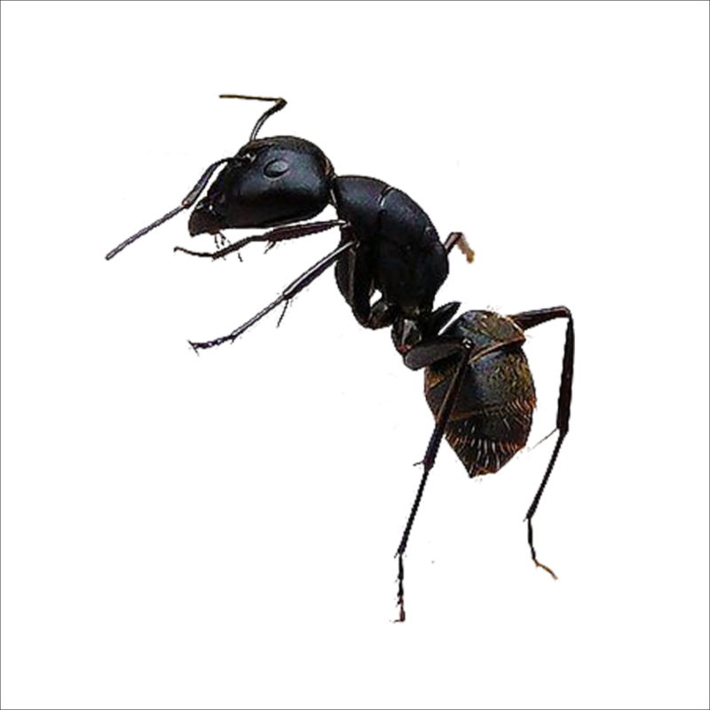 Черный муравей