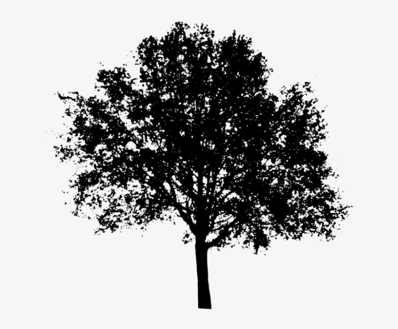 Силуэт дерева на прозрачном фоне