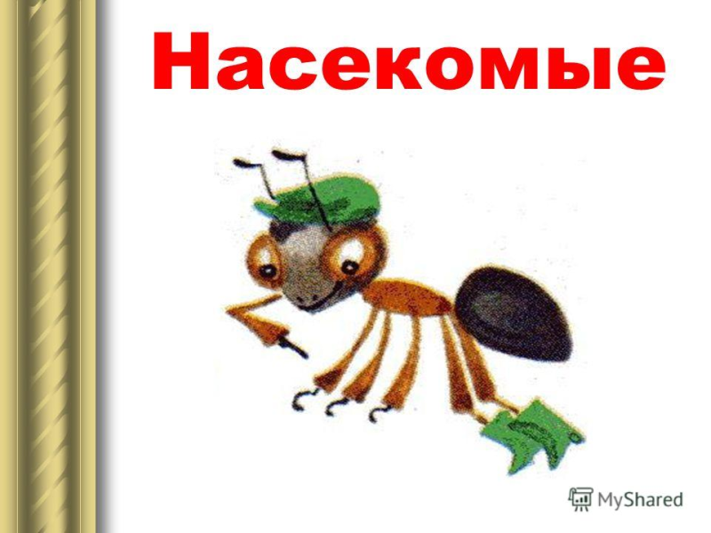 Муравьишка вопросик и мудрая черепаха