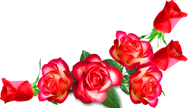 Цветы на прозрачном фоне