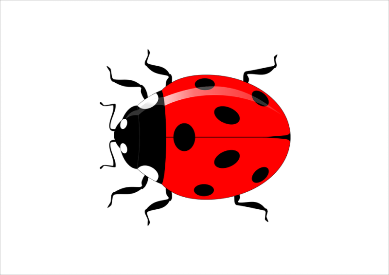 Божья коровка для детей
