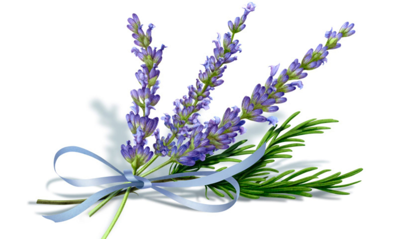 Лаванда Альба