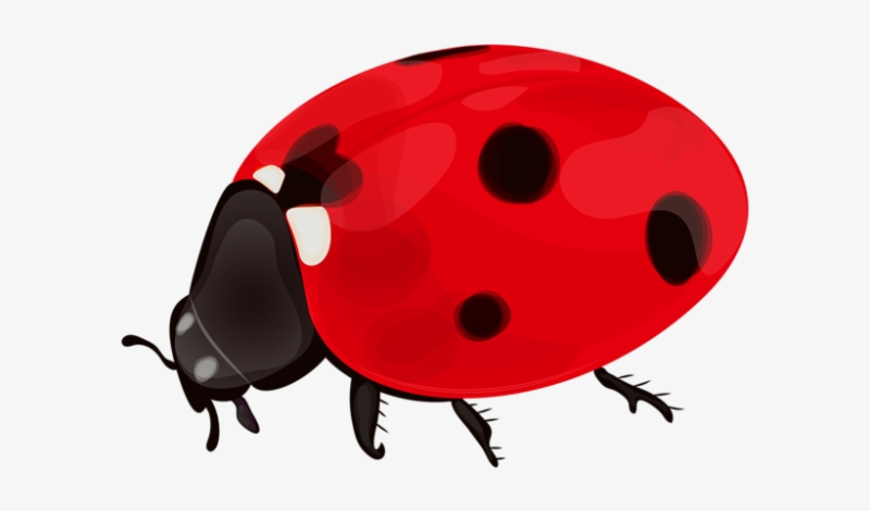 Божья коровка на белом фоне