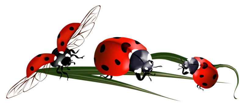 Божья коровка насекомое